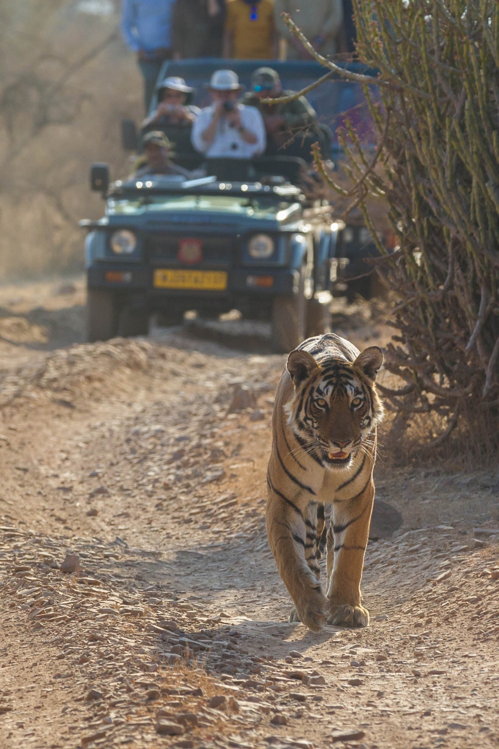 Ranthambore - Where Royalty Meets Wildlife