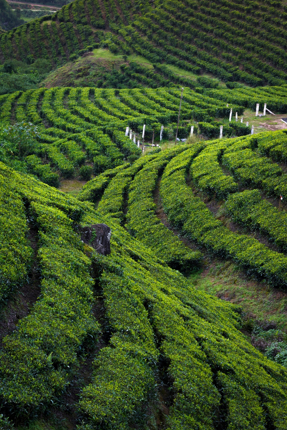 Munnar - A Hill Station Paradise