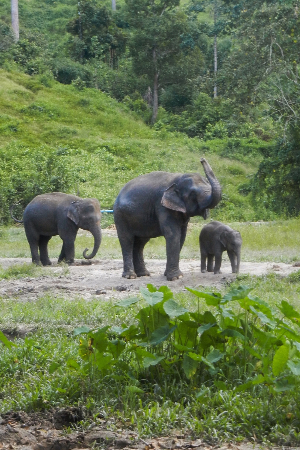 Elephant Nature Park - Ethical Elephant Sanctuary