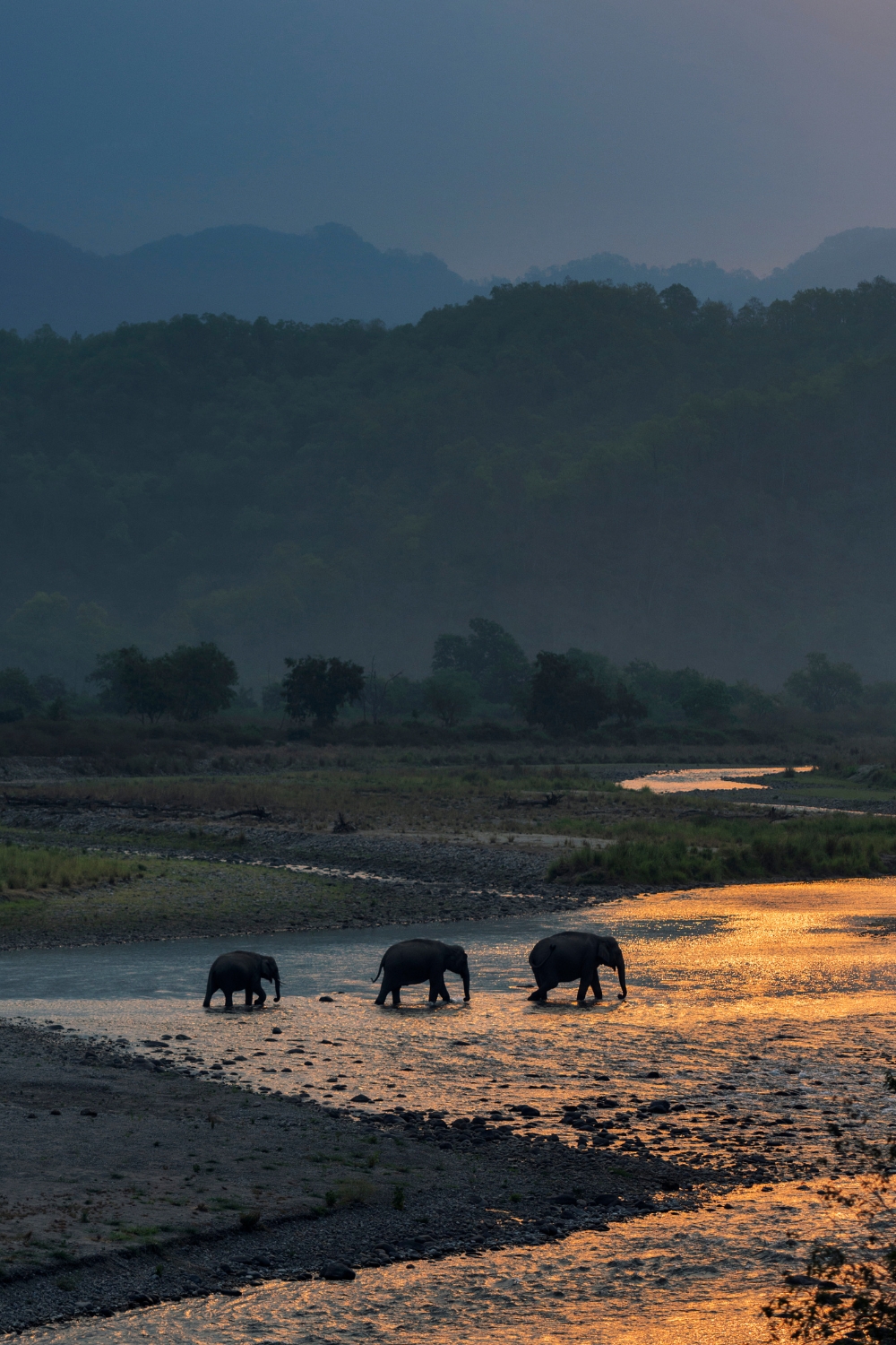 Jim Corbett National Park - India's Oldest National Park