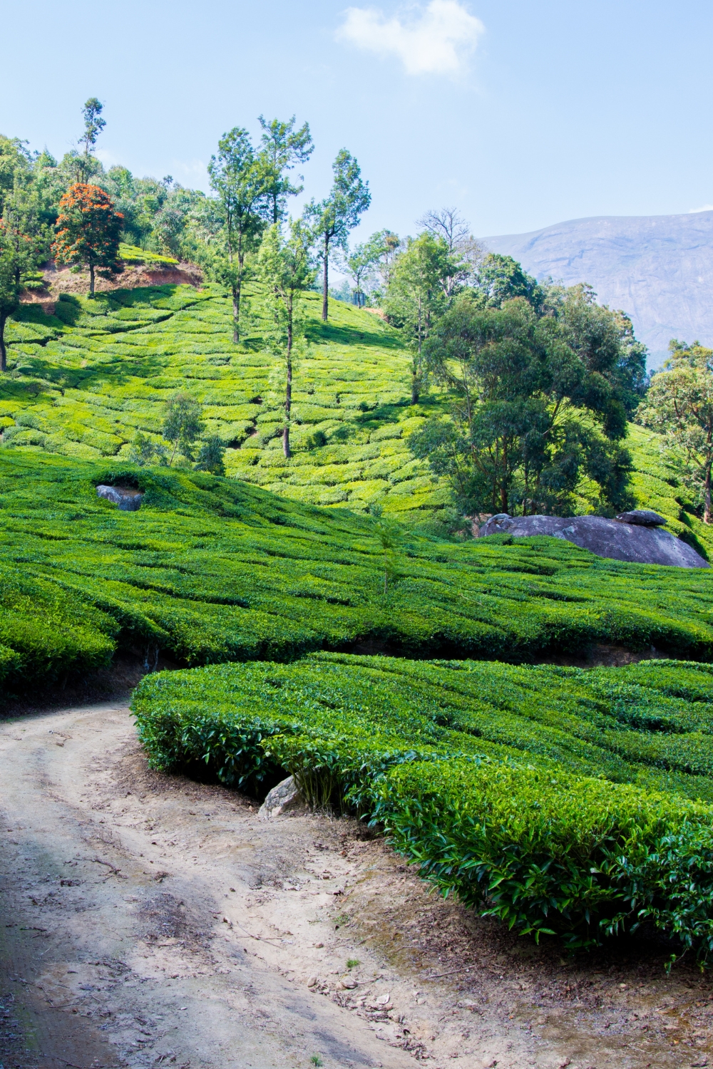 Thekkady - Wildlife and Spice Plantations