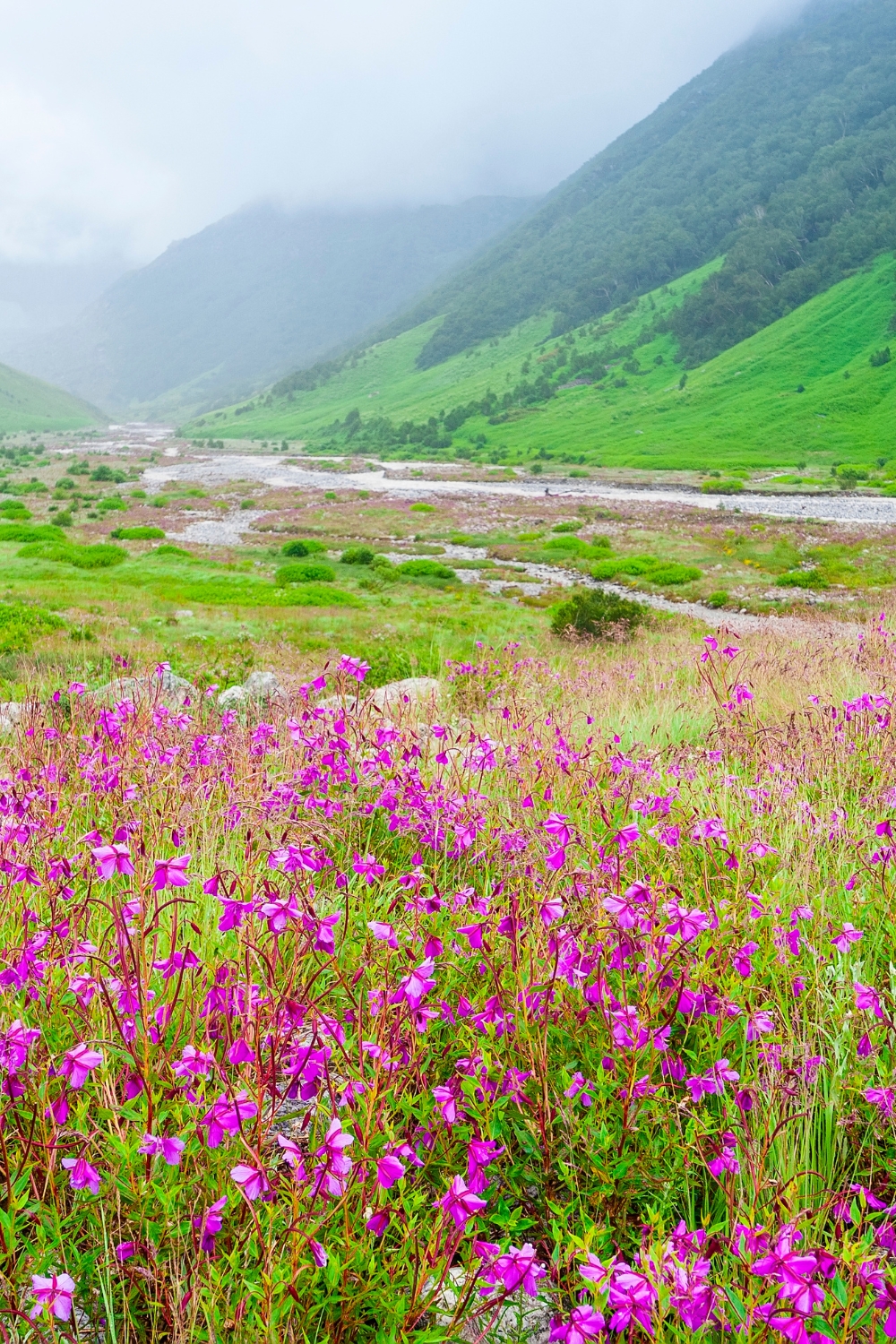 Valley of Flowers - A UNESCO World Heritage Site