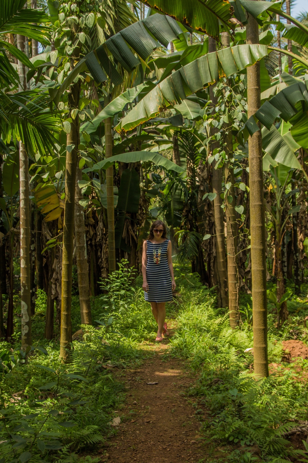 Spice Plantations - Aromatic Adventures
