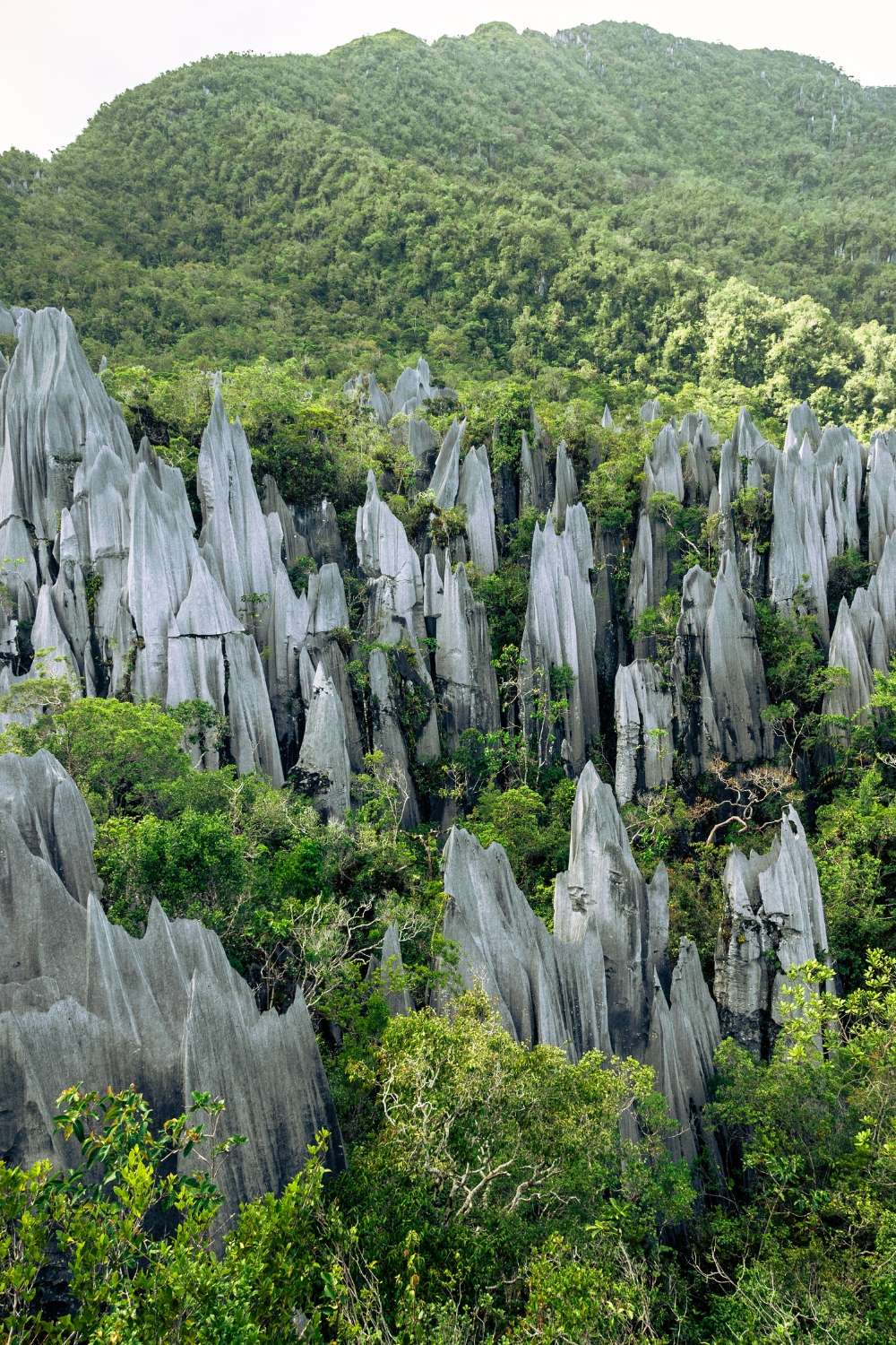 Gunung Mulu National Park - Cave Wonders and Rainforest Adventures