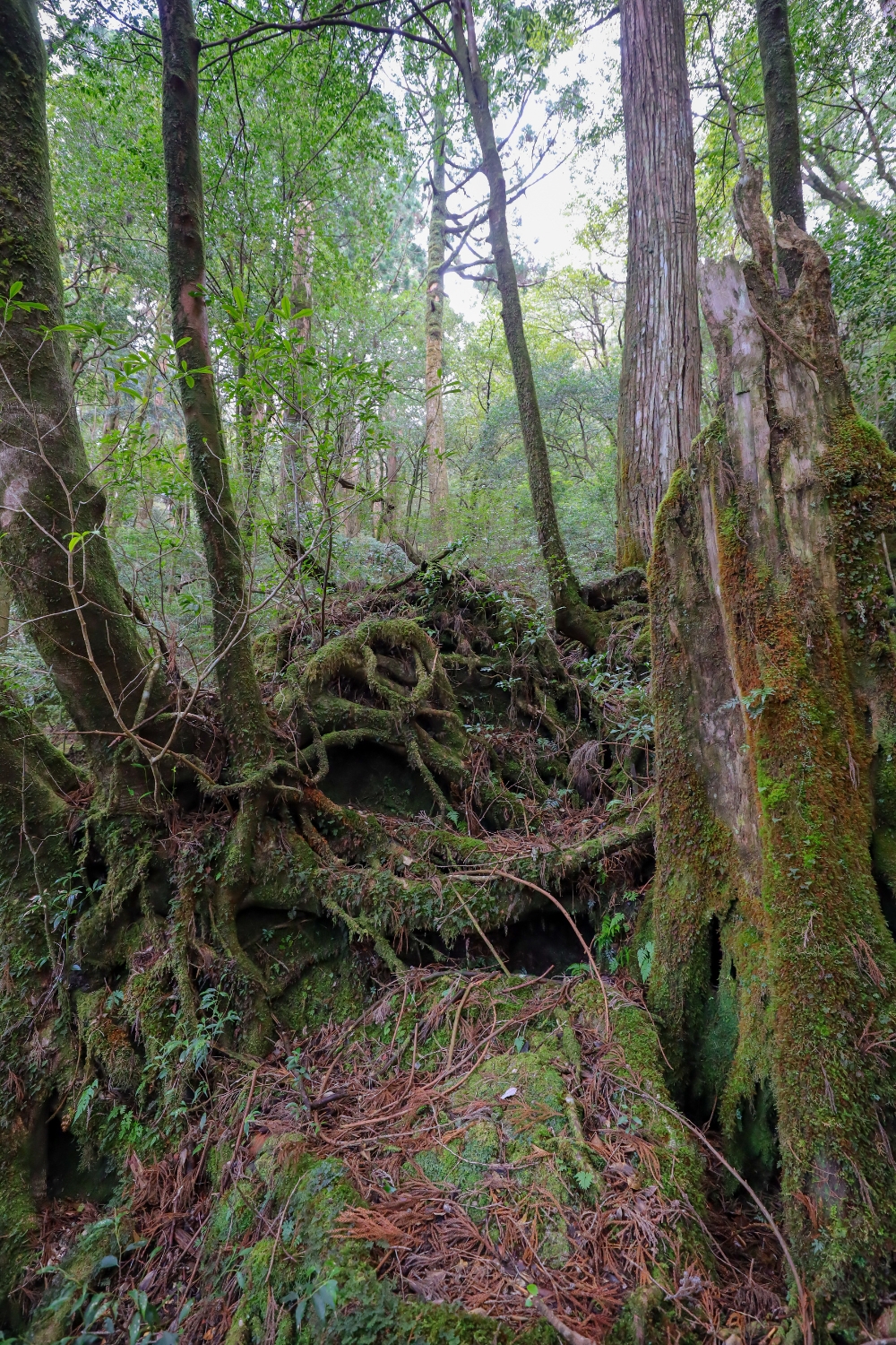Jomon Sugi - The Ancient Forest Giant