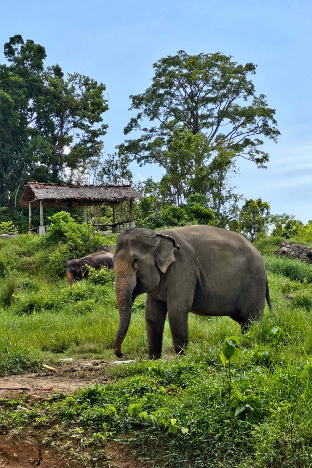 Samui Elephant Sanctuary - Ethical Wildlife Experience