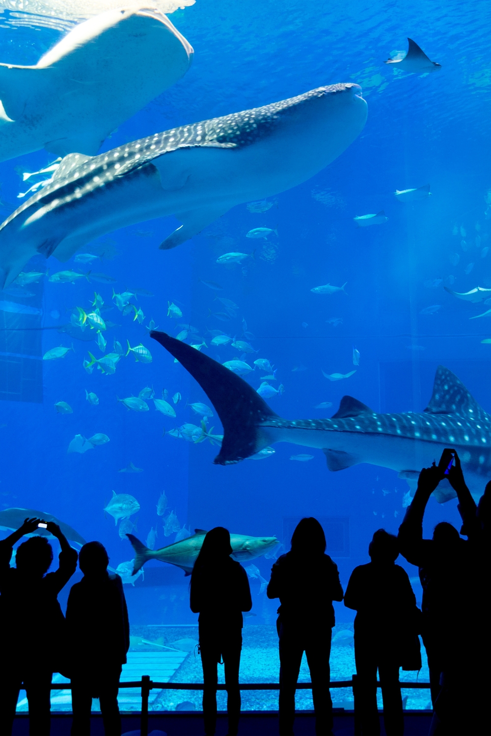 Churaumi Aquarium - Ocean Wonder