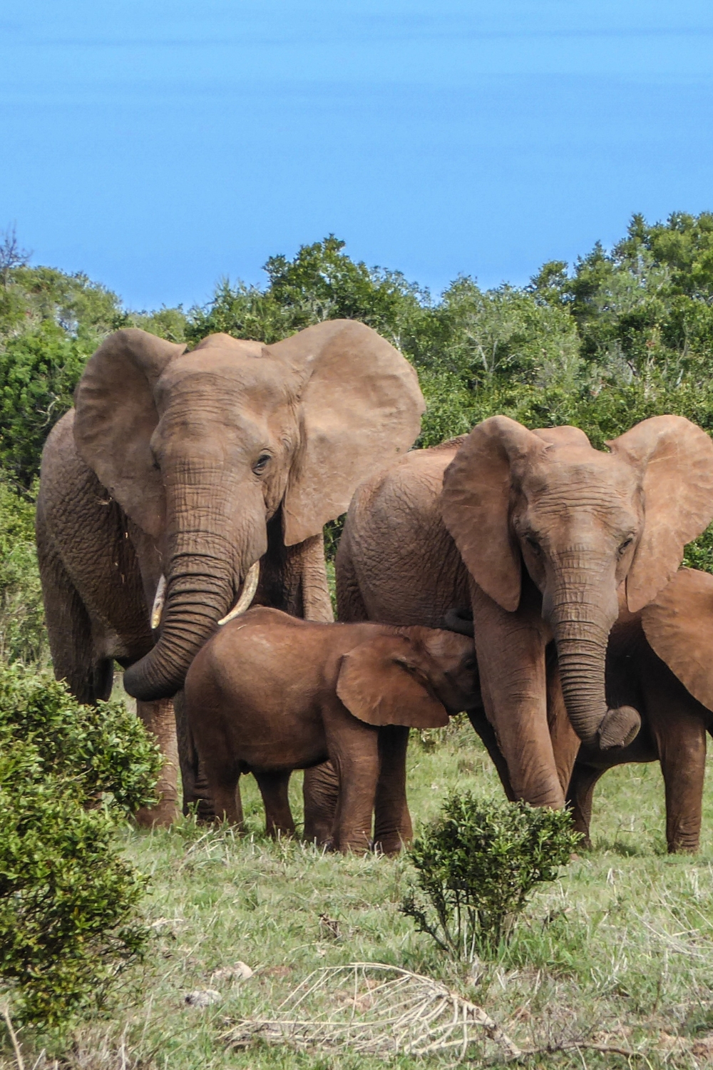 Elephant Valley Project - Ethical Wildlife Encounter