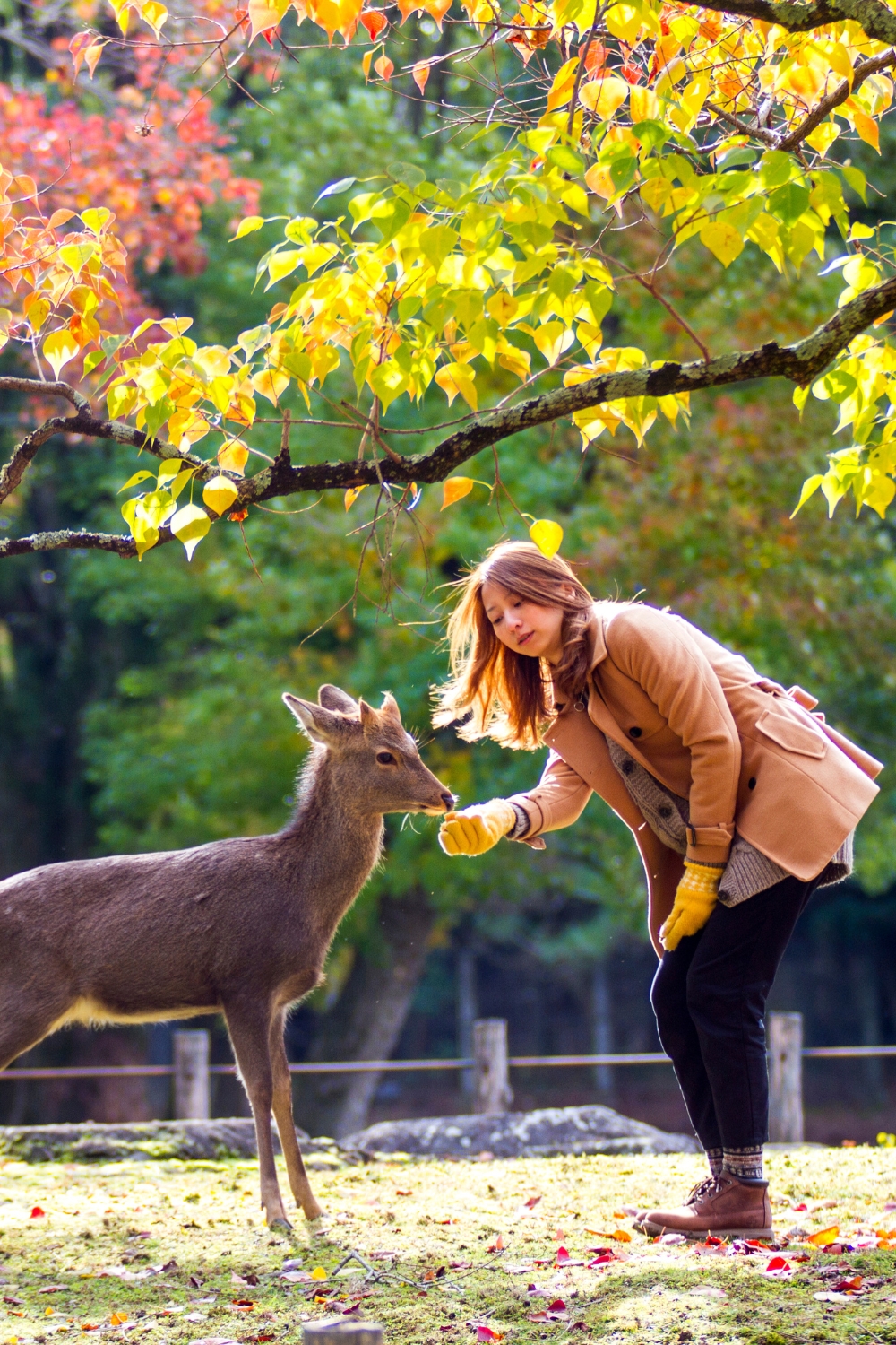 Nara Park - Deer Paradise and Cultural Hub