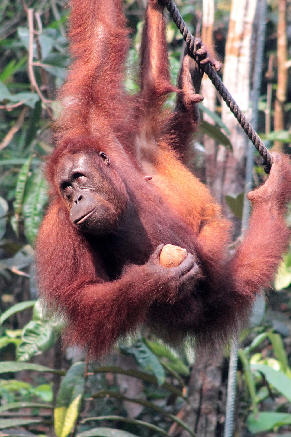 Semenggoh Wildlife Centre - Orangutan Encounters