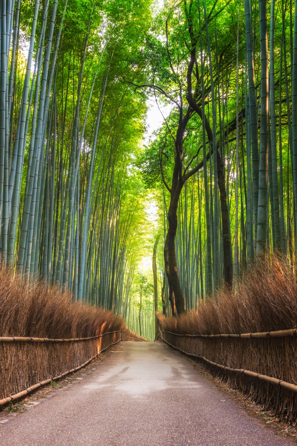 Arashiyama Bamboo Grove - Natural Cathedral