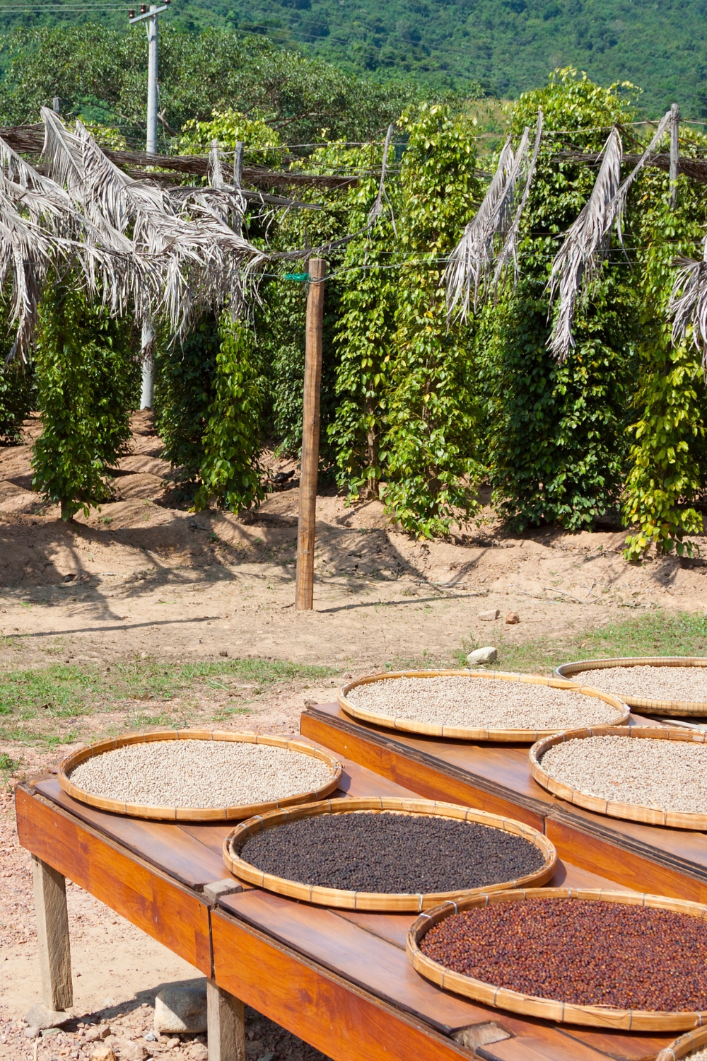 Kampot Pepper Plantations - Agricultural Heritage
