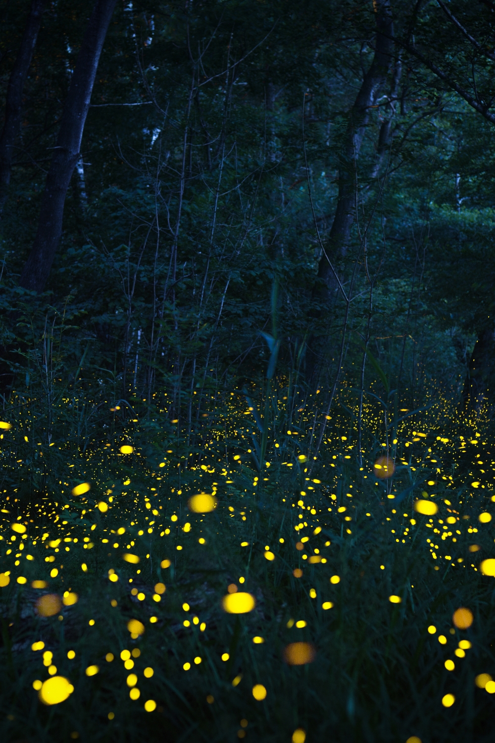 Kuala Selangor Fireflies - Magical Evening Experience