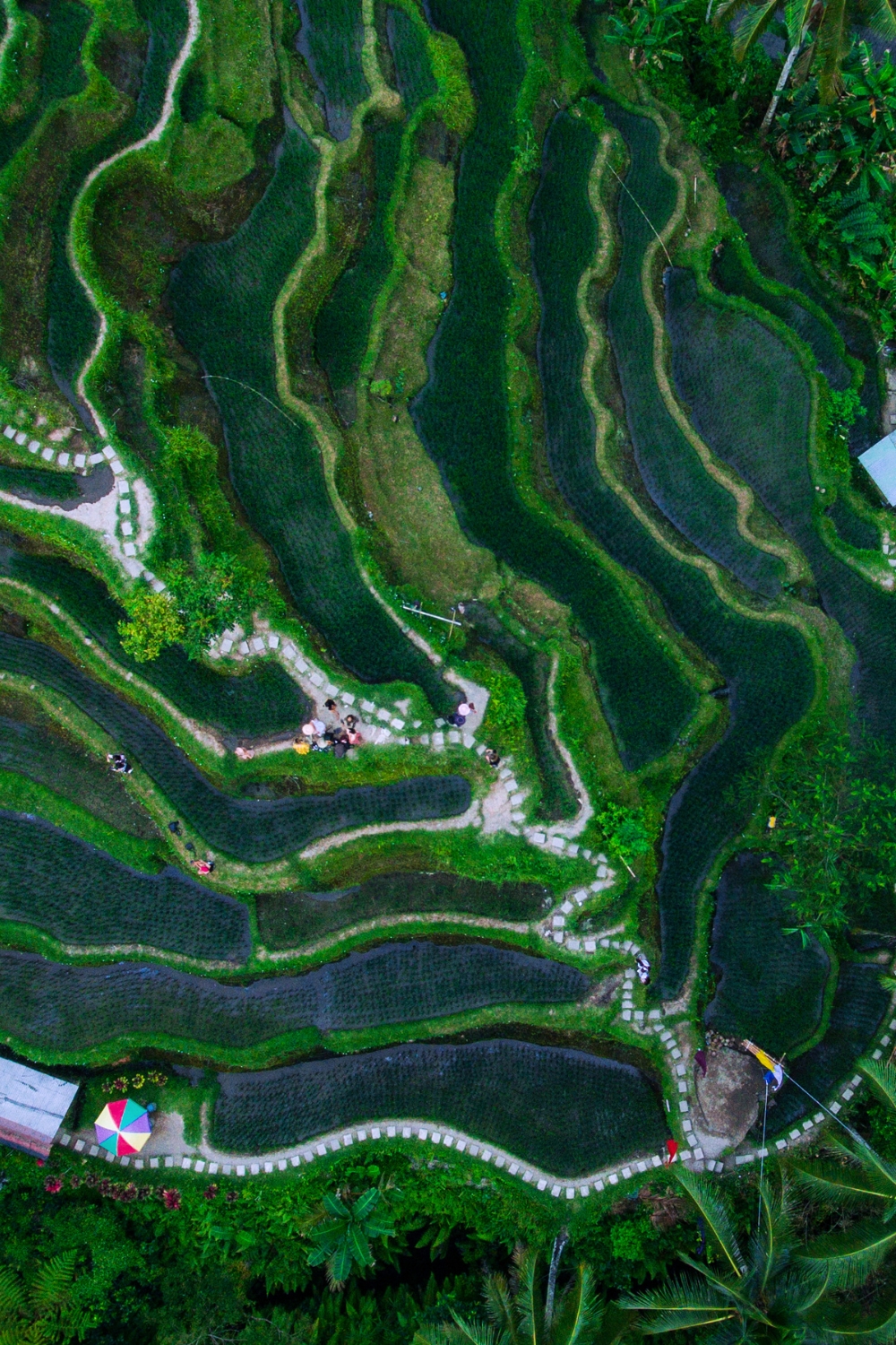 Tegallalang Rice Terraces - Agricultural Marvel