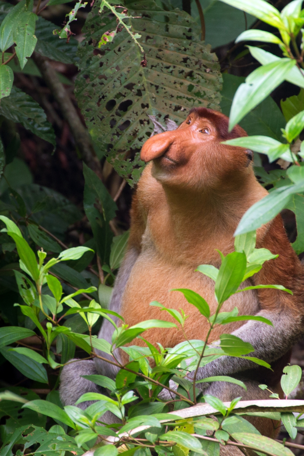 Bako National Park - Proboscis Monkeys and Coastal Beauty