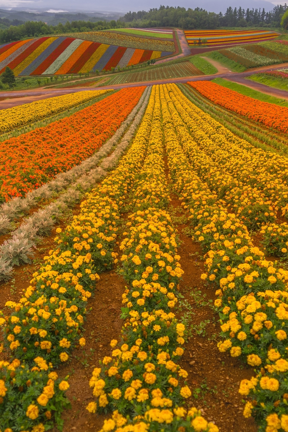 Furano and Biei - Flower Fields and Rolling Hills
