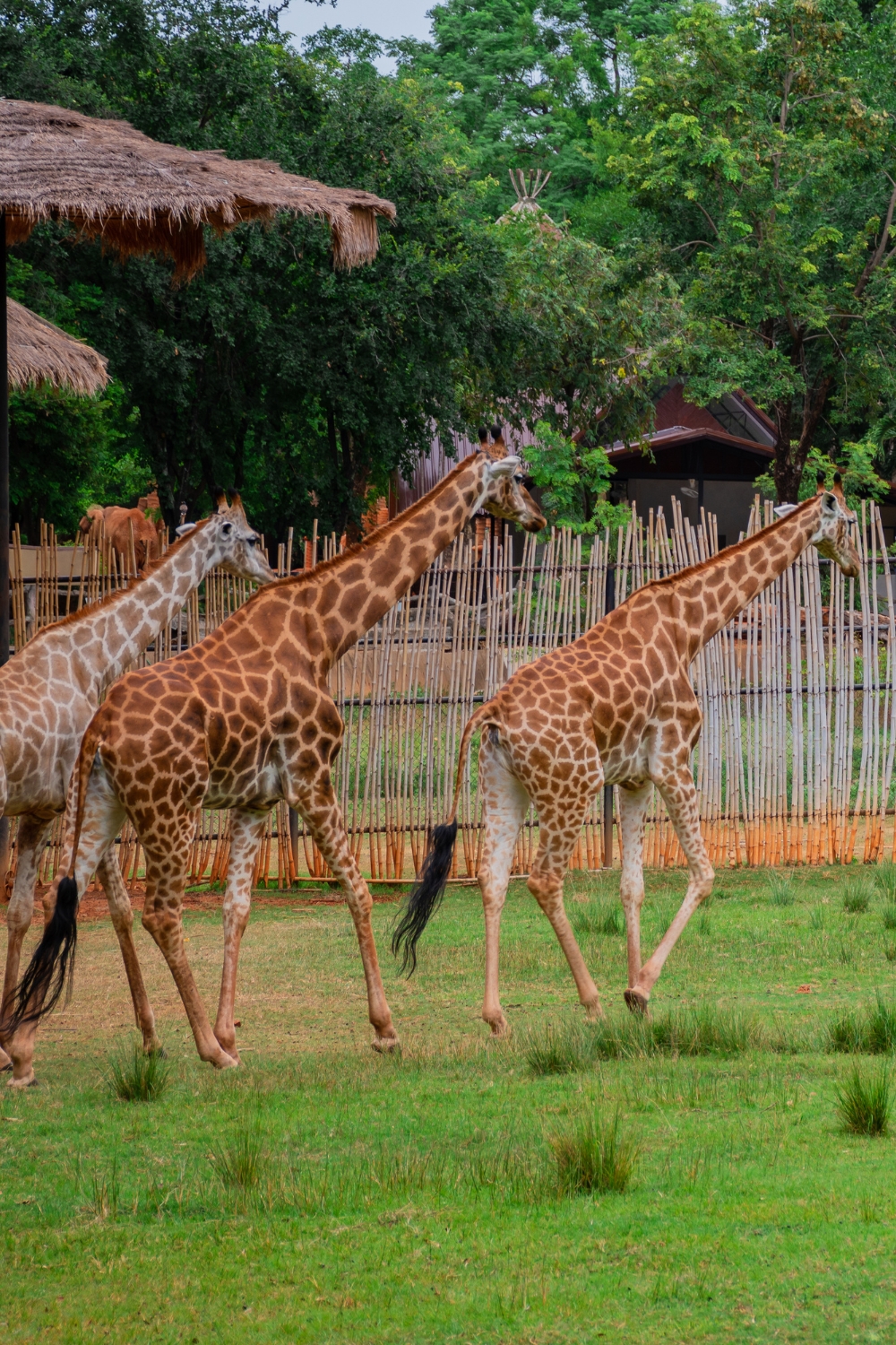 Korat Zoo - Conservation and Education