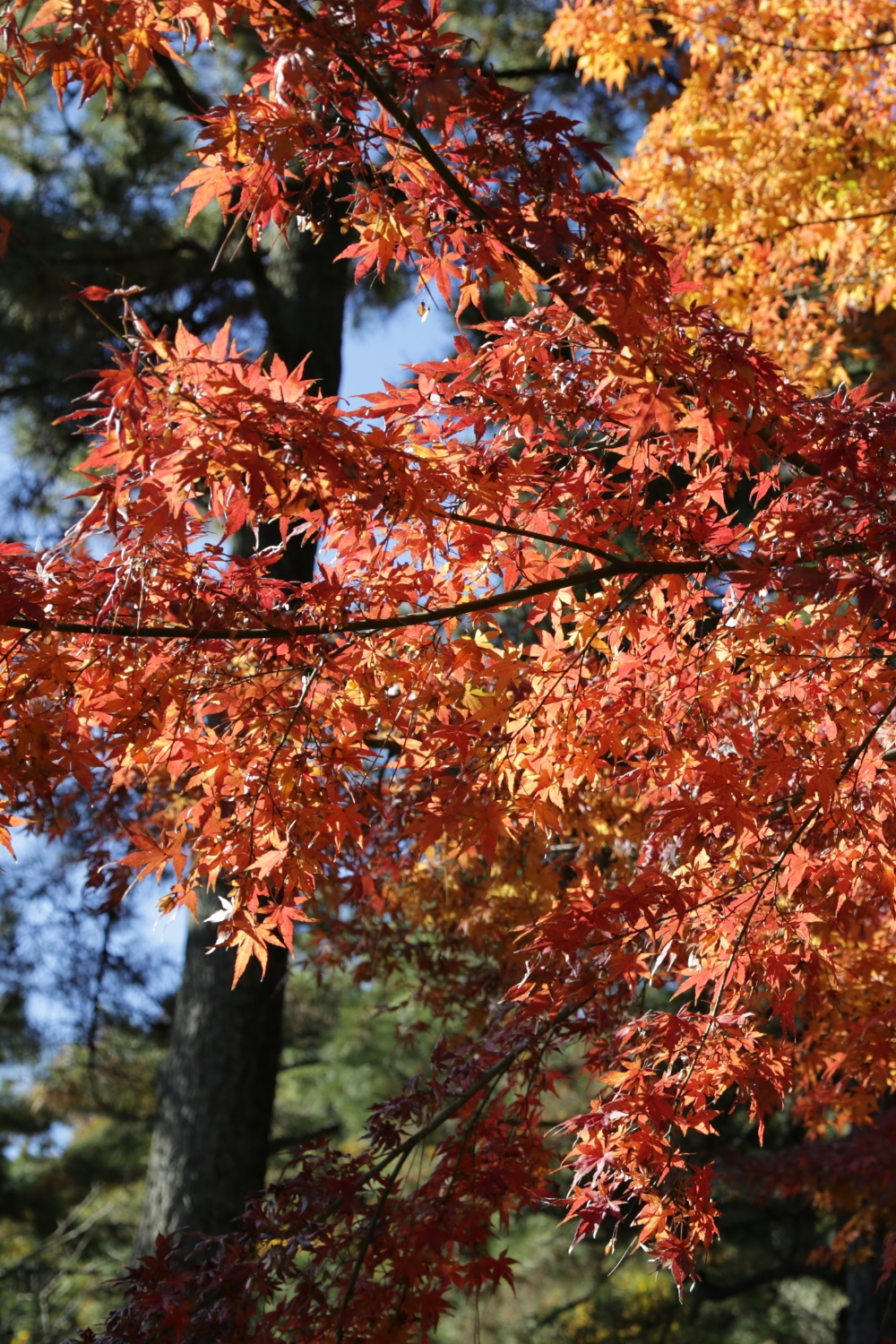 Sankeien Garden - Traditional Japanese Landscape Art