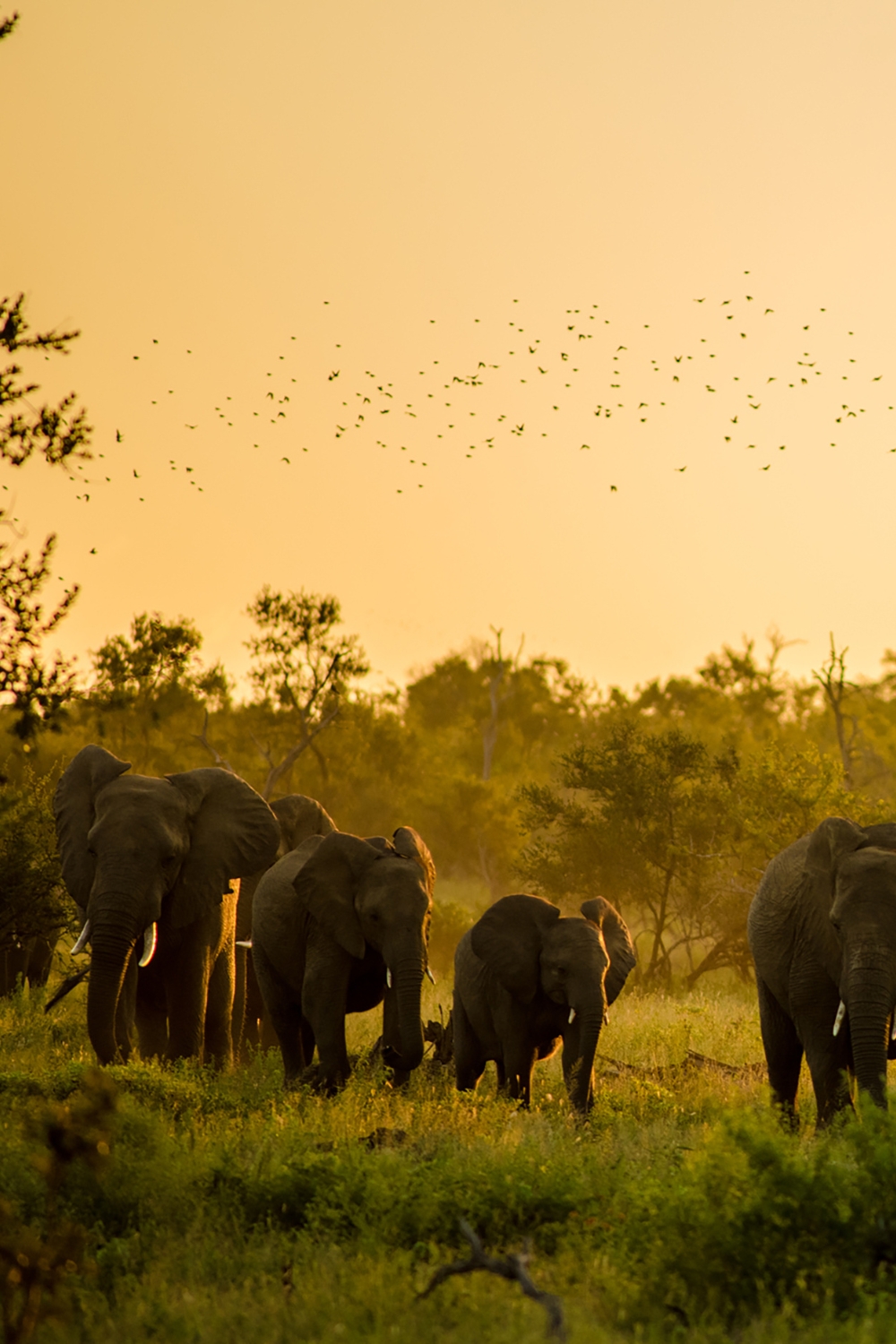 Elephant Village - Ethical Wildlife Encounters