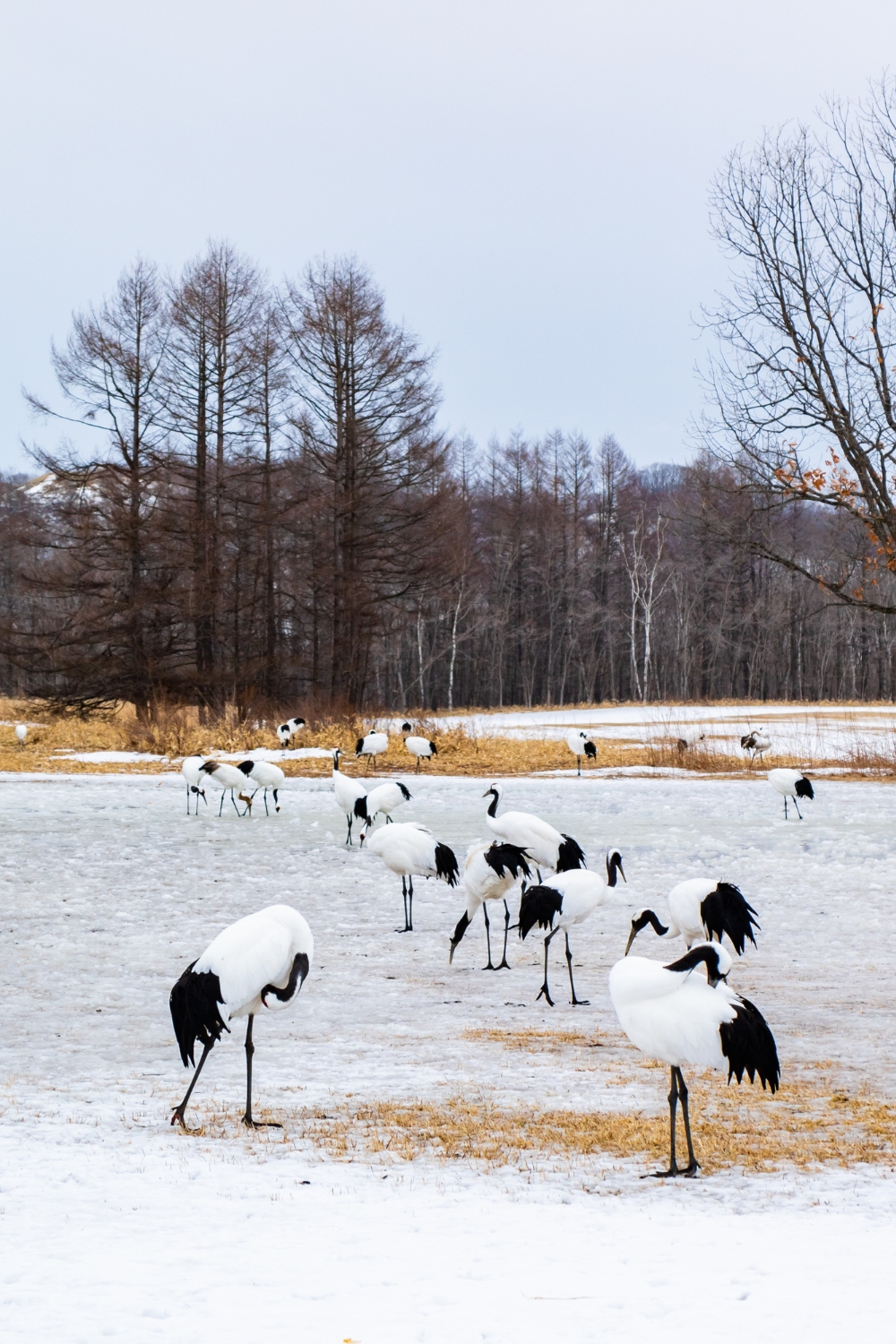 Kushiro and Kushiro Wetlands - Crane Sanctuary