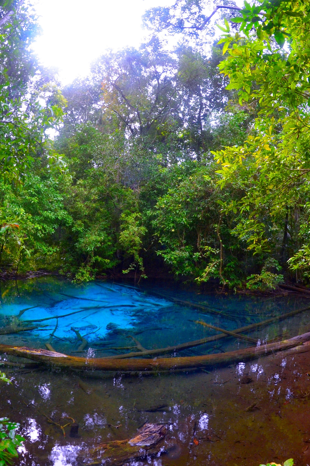 Thung Teao Forest Natural Park - Jungle Trekking