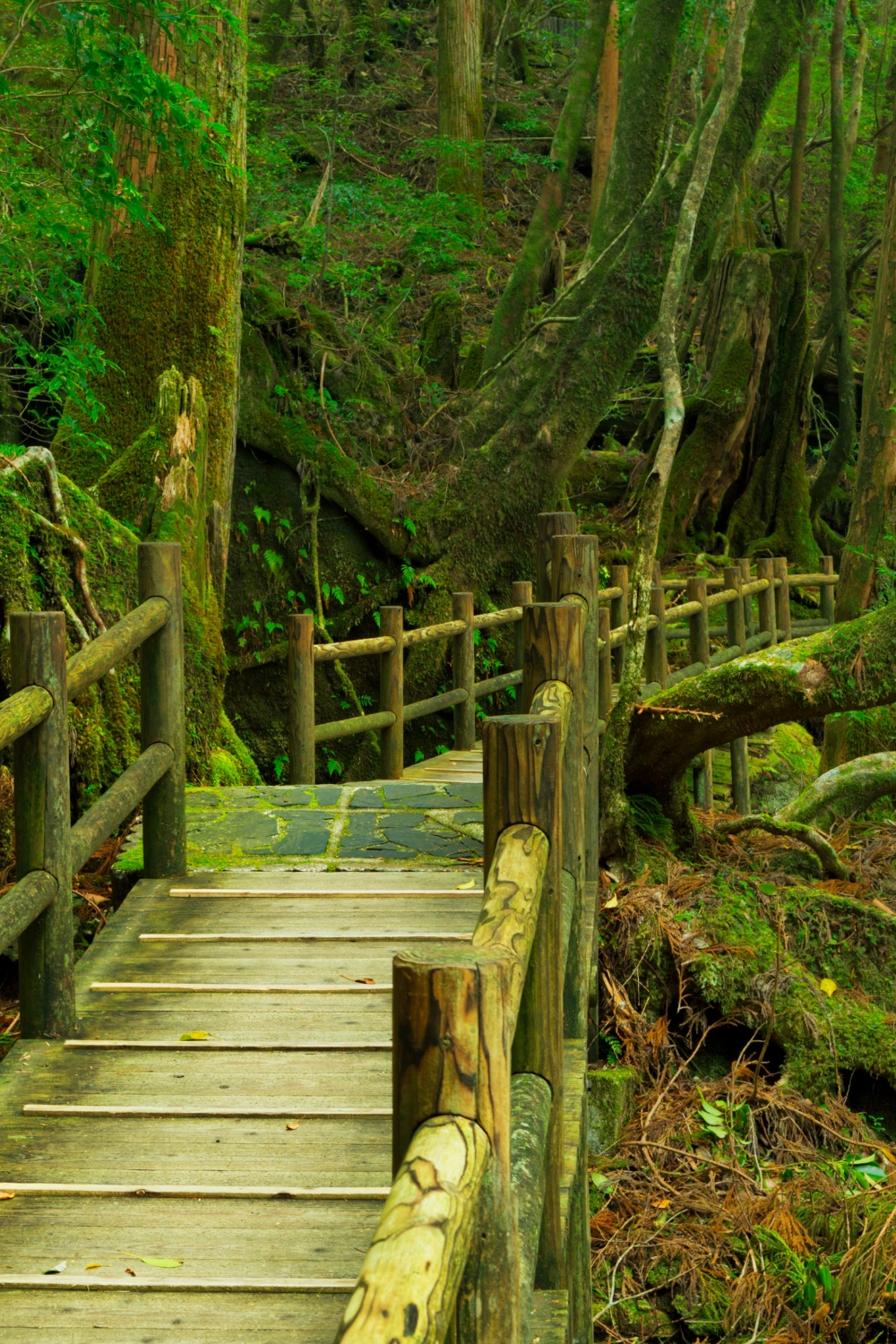 Yakusugi Land - Ancient Forest Sanctuary