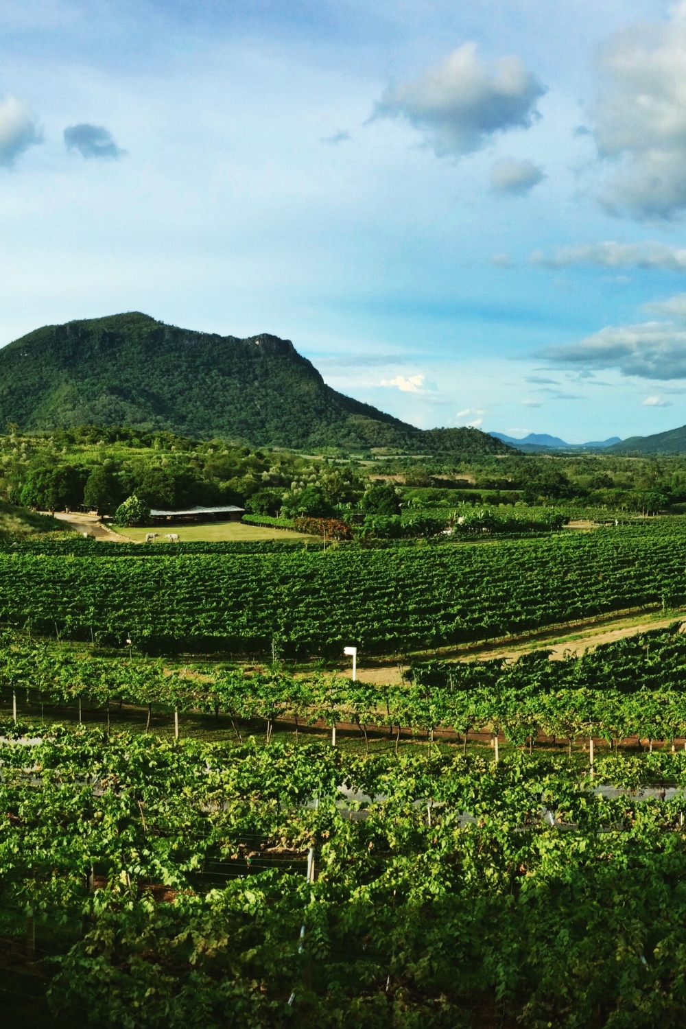 Hua Hin Hills Vineyard - Tropical Wine Experience